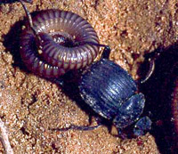 Illustration for article titled Things that make you go 'Nope': Murder Beetles